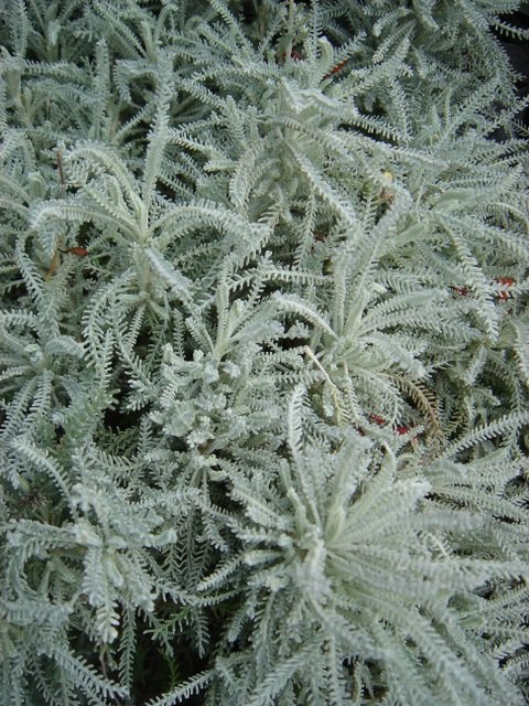 Santolina chamaecyparissas 'Officinalis'